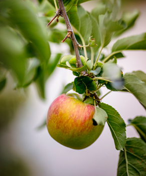 Injertos de fruta dulce