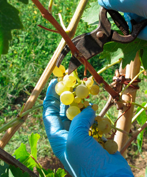 Intermediate vine pruning