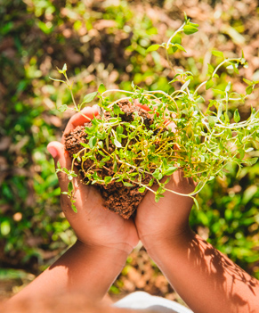 Iniciación agricultura ecológica