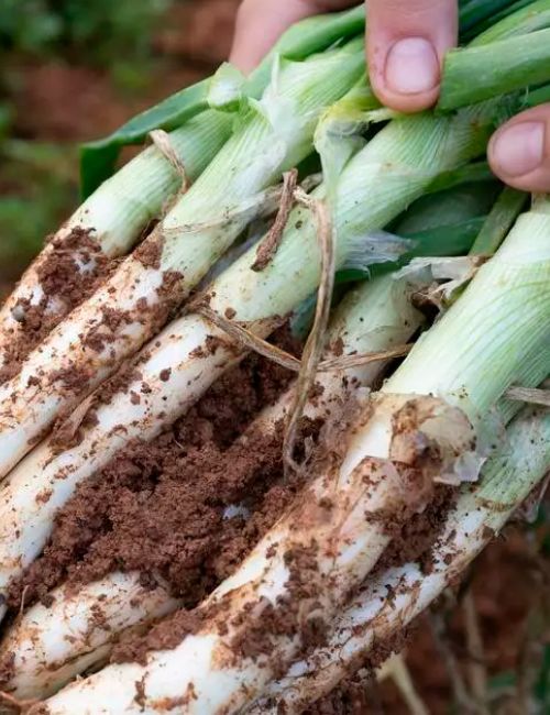 Eivissa obre les seves finques ecològiques al públic per promoure el producte local