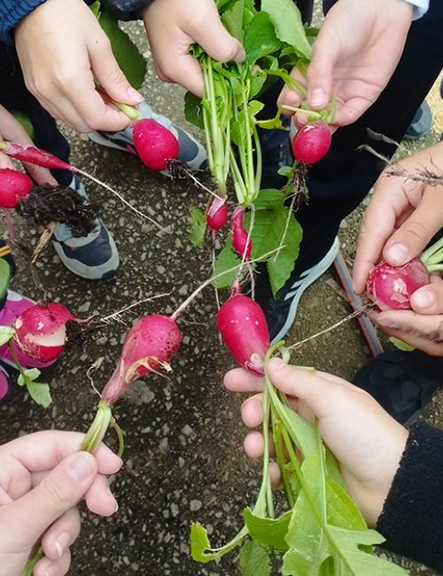 Nens i nenes de Sant Antoni preparats per la sobirania alimentària