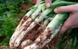 Eivissa obre les seves finques ecològiques al públic per promoure el producte local