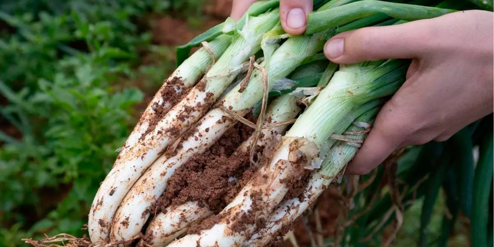 Ibiza opens its organic farms to the public to promote local produce